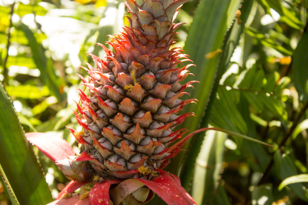 Seychelly: O mladé ananásy v lese bude zakopávať neustále