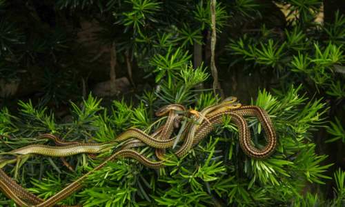 Ostrov hadov