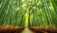 Arashiyama Bamboo Forest