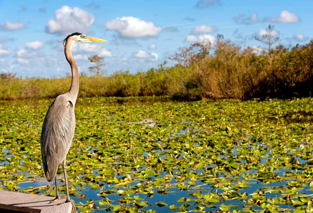 Everglades