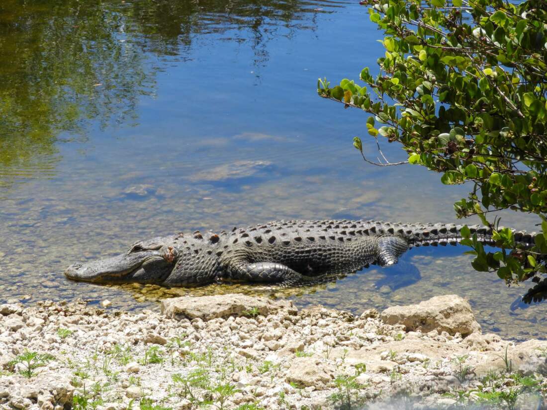 Everglades