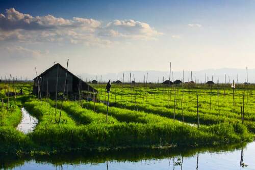 Plávajúce Záhrady Jazera Inle