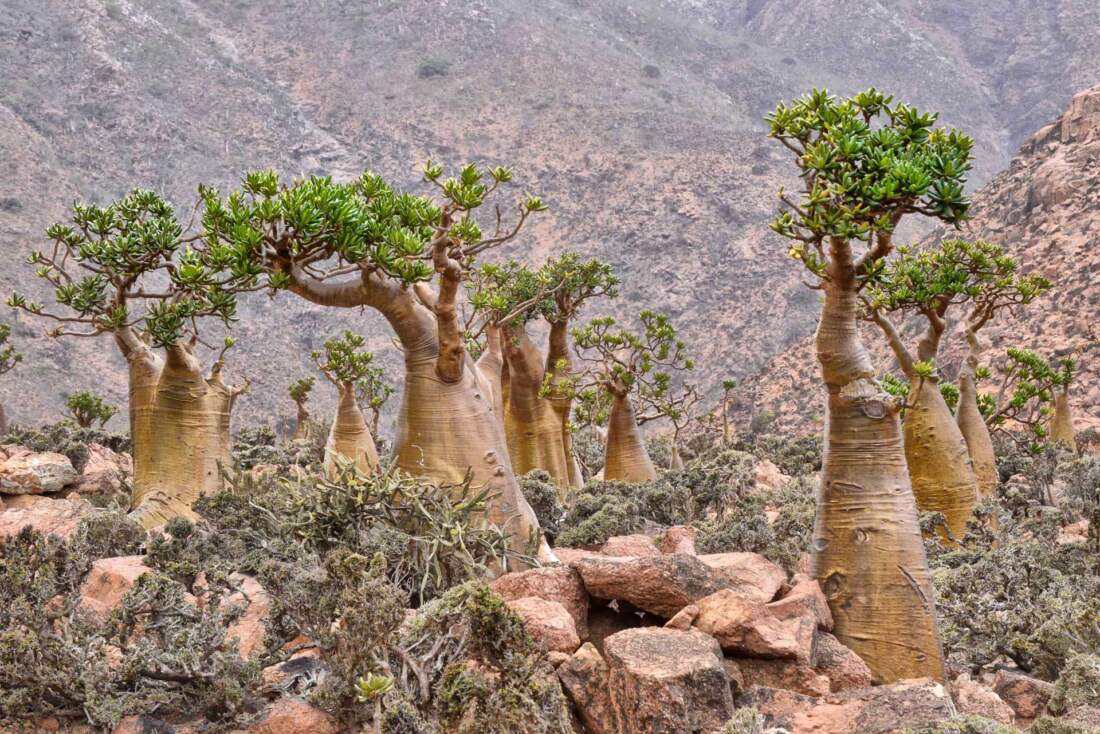 Socotra, Yemen