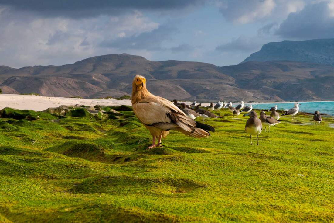 Socotra, Yemen