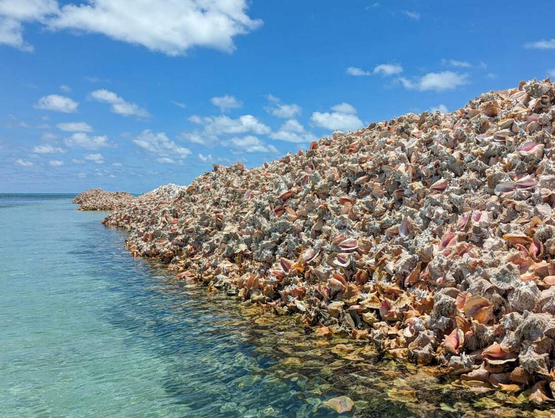 Anegada Conch Middens