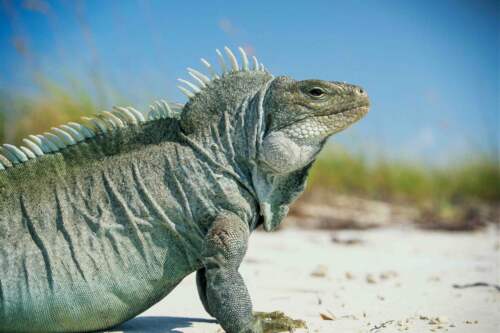 Ostrov Iguana