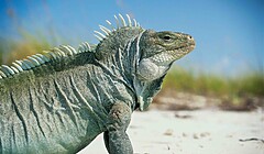 Ostrov Iguana