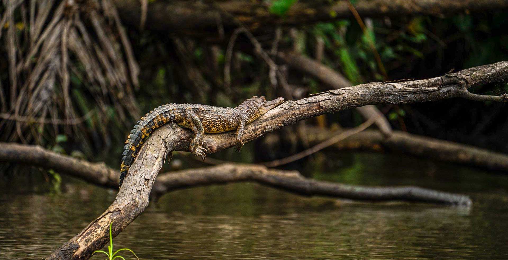 Parc national de Loango