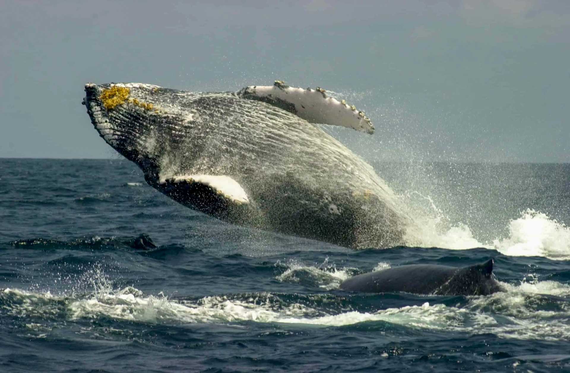 Parc national de Loango