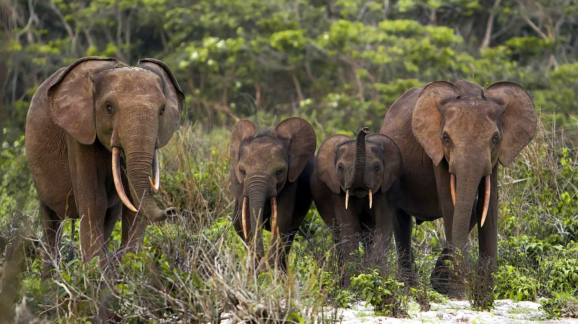 Parc national de Loango