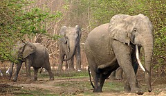 National Park, Ghana