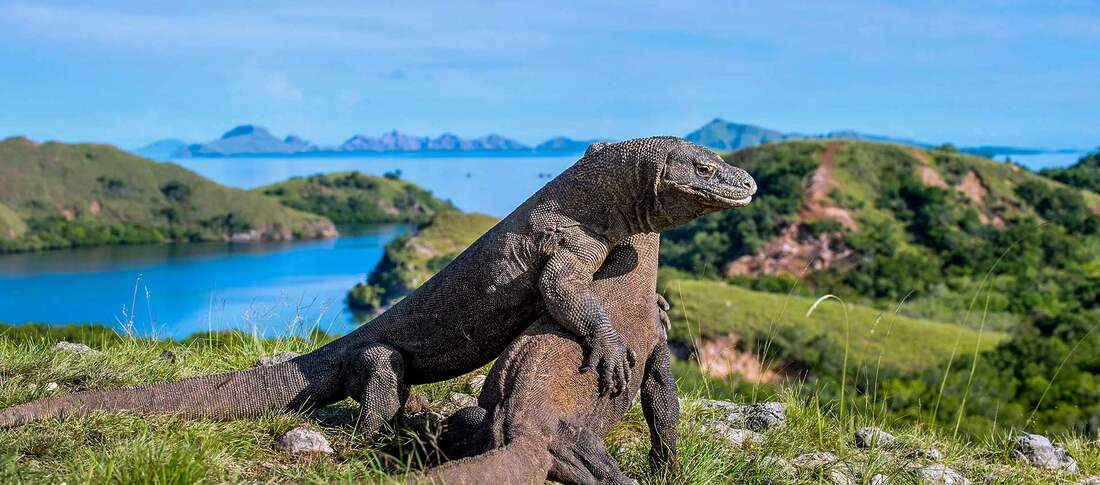 Národný park Komodo