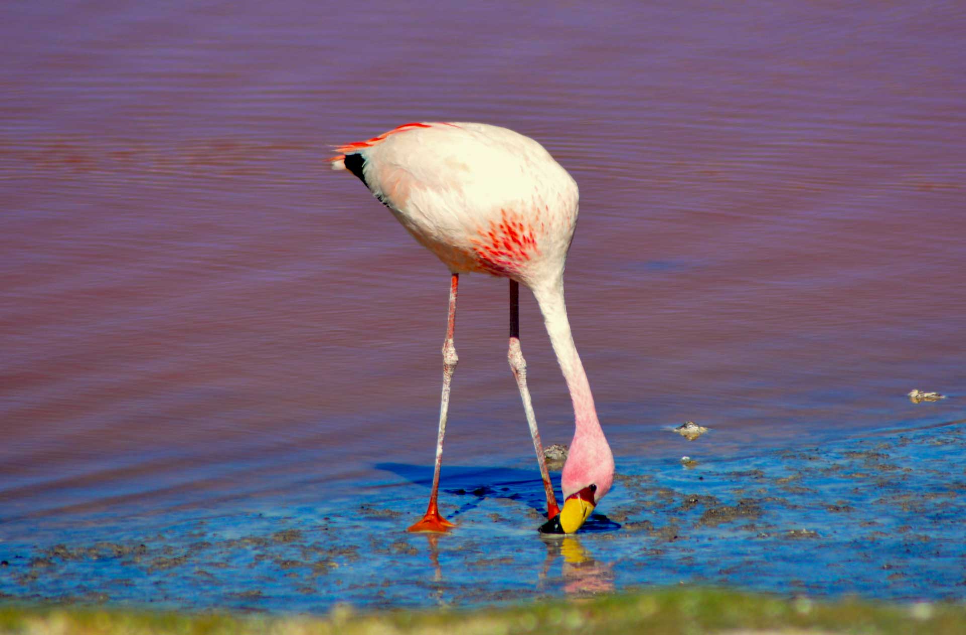 Laguna Colorada