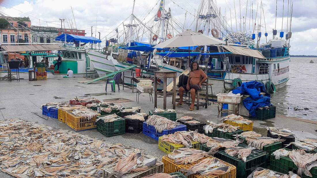 Mercado, Campina