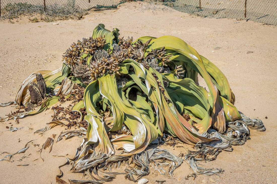 Welwitschia