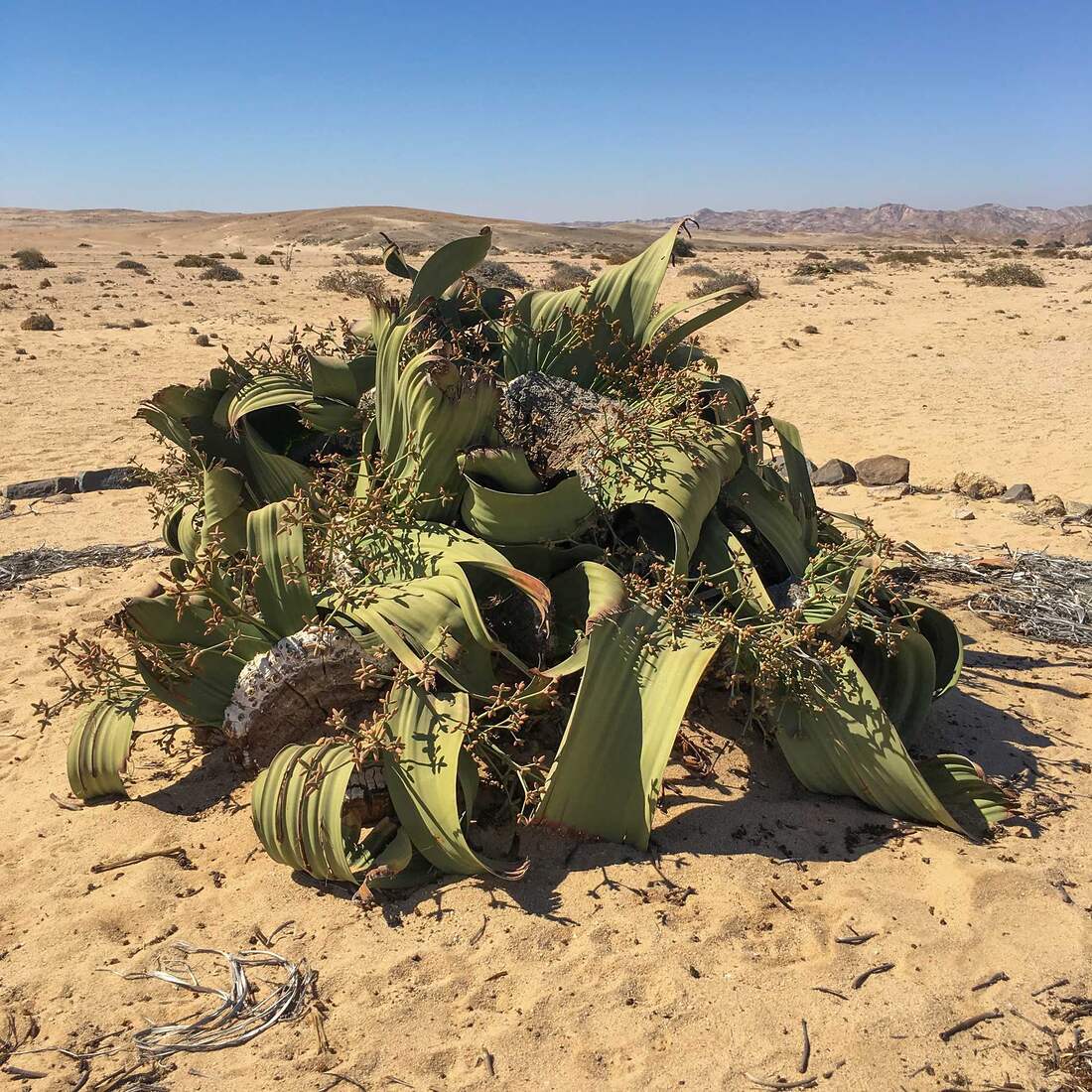 Welwitschia