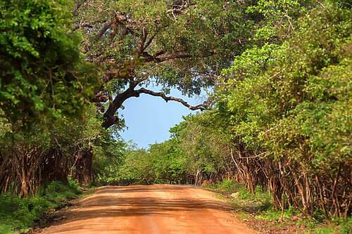 Príroda, Srí Lanka