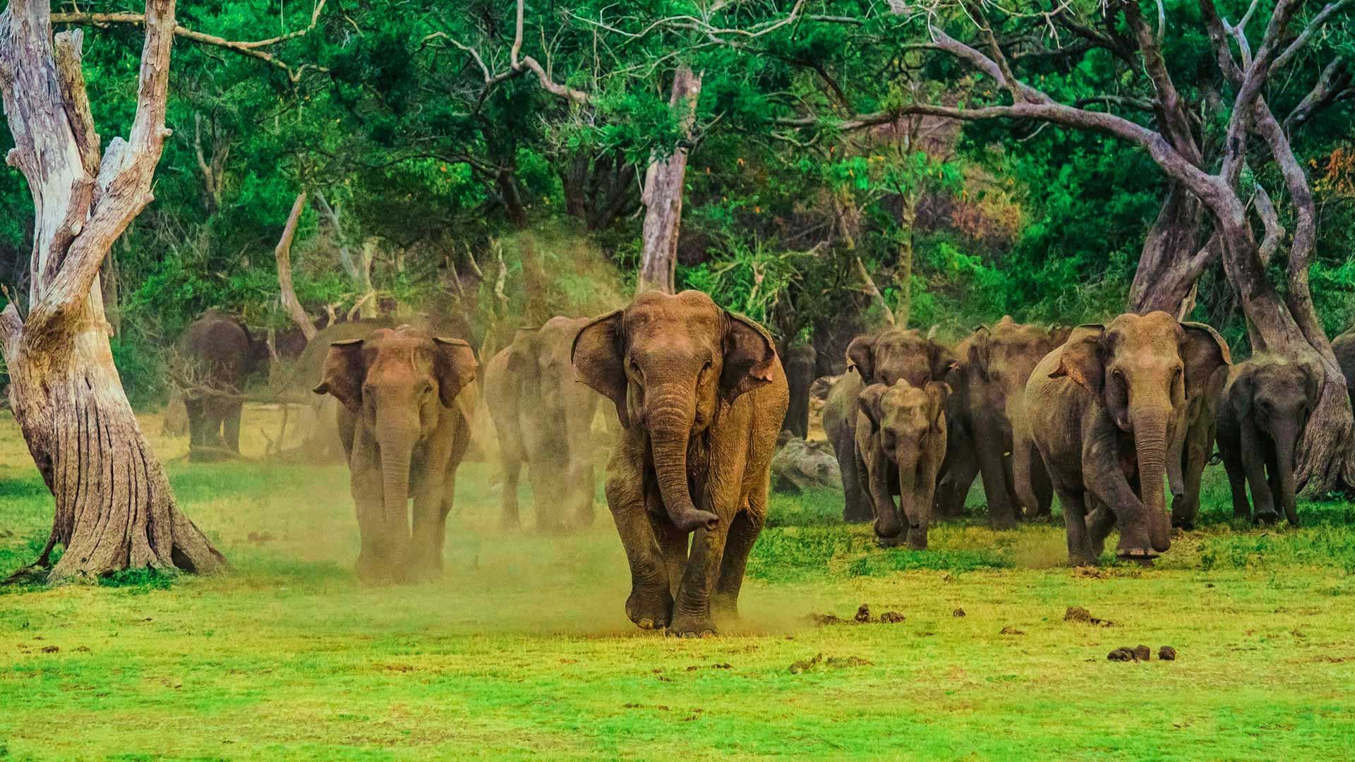 Príroda, Srí Lanka