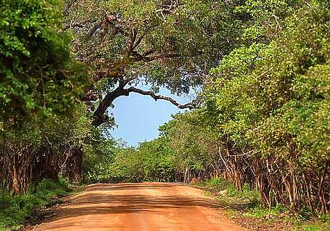 Príroda, Srí Lanka